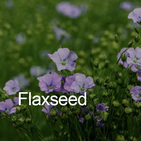 Flaxseed production in India